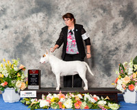 White Bull Terrier #16 Fri BOS RESHOOT