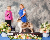 Australian Shepherd #18 Sun WB Maj