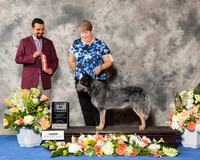 Australian Cattle Dog #7 Sun BOB