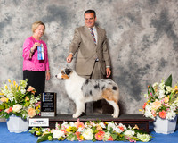 Australian Shepherd #17 Sun BOW NC Maj