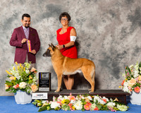 Belgian Malinois #7 Sun BOB