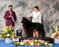 Belgian Sheepdog #19 Sun BOW Maj