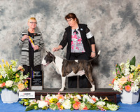 Colored Bull Terrier #27 Sun BOV