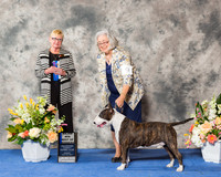 Colored Bull Terrier #9 Sun BOW Maj