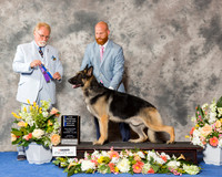 German Shepherd Dog #7 Sun BOW NC Maj