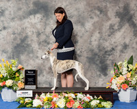 Whippet #20 Sat NC RESHOOT
