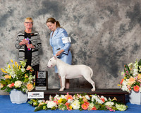 White Bull Terrier #7 Sun BOS Maj