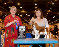 Cavalier King Charles Spaniel #18 Sun BOS WB