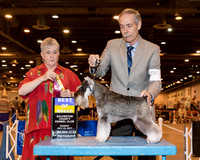 Miniature Schnauzer #17 Sun BOB