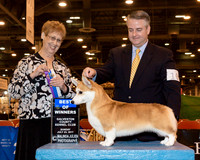 Pembroke Welsh Corgi #10 Sun BOW