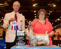 Silkie Terrier #5 Sun BOW NC