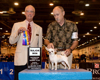 Smooth Chihuahua #22 Sun BOV Maj