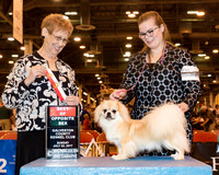 Tibetan Spaniel #14 Sun BOS