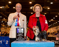 Yorkshire Terrier #12 Sun Maj