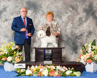 Bichon Frise #22 Sun WB Maj