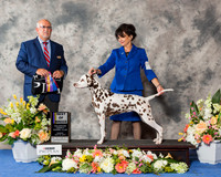 Dalmatian #6 Sun BOB