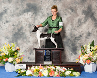 Rat Terrier #6 Sat BOW NC Maj