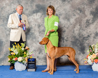 Rhodesian Ridgeback #16 Sun BOW