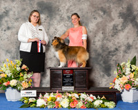 Shetland Sheepdog #28 Sun BOS