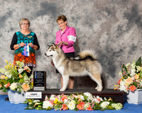 Alaskan Malamute #12 Sun BOW NC Maj