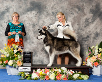 Alaskan Malamute #10 Sun NGC
