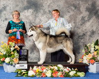 Alaskan Malamute #31 Sun WD NC Maj