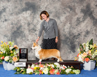 Cardigan Welsh Corgi #24 Fri BOS Maj RESHOOT