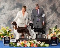 English Springer Spaniel #14 #15 Sun BOS NGC