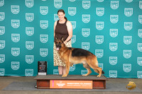 German Shepherd Dog #340 Sat BOB G4 TD Judge Malinda Julien