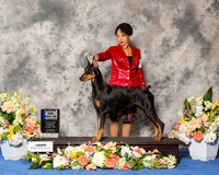 Doberman Pinscher #36 Thr BOW Maj +J