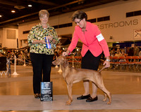 Vizsla #45 Sun BOW NCh