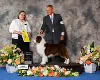 Australian Shepherd #19 Sun G3
