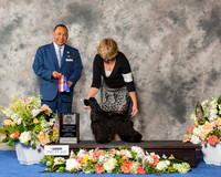 Cocker Spaniel Black #14 Sun BOS Maj
