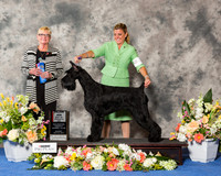 Giant Schnauzer #10 Sun BOS Maj
