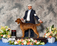 Irish Setter #11 Wed BOS RESHOOT