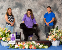 Portuguese Water Dog #6 Thr WB