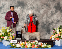 Skye Terrier #10 Sun WB NC