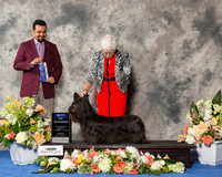 Skye Terrier #5 Sun BOW
