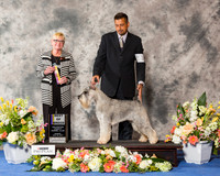 Standard Schnauzer #11 Sun BOB