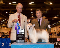 Chinese Crested #7 Sun BOW Maj