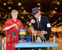 Miniature Pinscher #5 Sun BOB