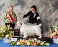 Clumber Spaniel #9 Sun G2