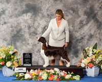 English Springer Spaniel #15 Sun NG