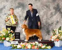 Nova Scotia Duck Tolling Retriever #5 Sun G3