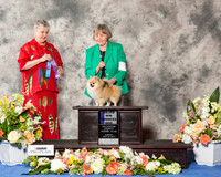 Pomeranian #7 Sun WD Maj