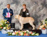 Spinone Italiano #7 Sun OH G1