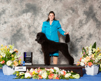 Standard Poodle #54 Sun WB