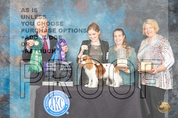 Cavalier King Charles Spaniel #17 Fri2 WDMBPup Judge Ted W Eubank_JP_0172_ToyHstn2023_HR3