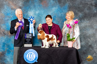 Cavalier King Charles Spaniel #32 Fri2 WB Judge Ted W Eubank