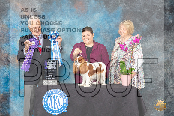 Cavalier King Charles Spaniel #32 Fri2 WB Judge Ted W Eubank_JP_0218_ToyHstn2023_HR3